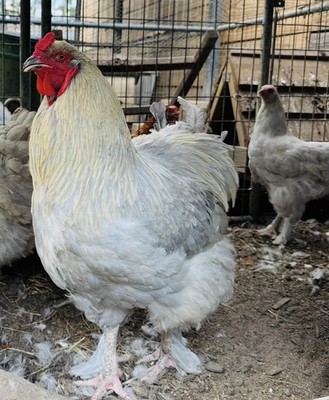 6 GIANT LF ~ISABEL & LAVENDER BRAHMA fertile chicken hatching eggs