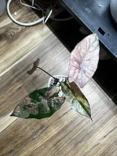 Alocasia Pink Plumbea Nigra Corm