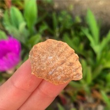 Natural Portuguese Fossil Shell Old Fossilised Shells Fossils Crystal Shop UK