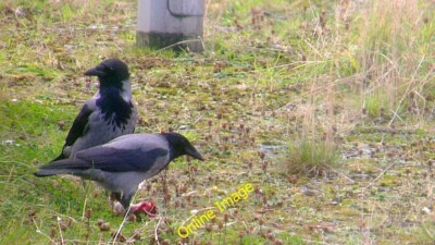 Photo 6x4 Hooded Crows (Corvus cornix), Baltasound Baliasta/HP6009 Feedi c2014