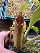Seedgrown Nepenthes robcantleyi X lowii 20cm