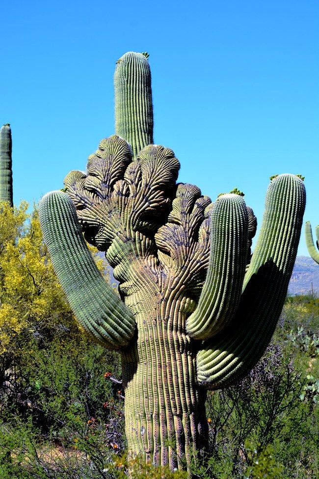 10 SAGUARO GIANT CACTUS SEEDS (Carnegiea gigantea) 