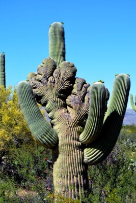 10 SAGUARO GIANT CACTUS SEEDS (Carnegiea gigantea) 