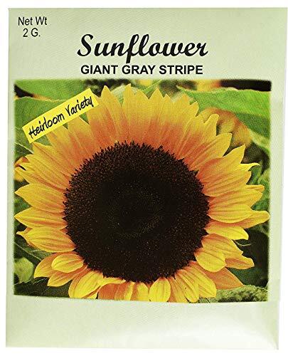 Set of 50 Bulk Sunflower Seed Packets for Vibrant Flower Gardens