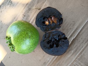 Black Sapote Albero Del Cioccolato