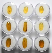 GENUINE Fossil Insect Inclusion in Burmese amber - Price per piece