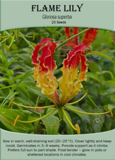 Flame Lily (Gloriosa superba) x 20 Seeds