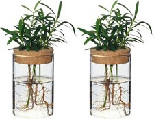 Separated Desktop Glass Flower Vases - Ideal Plants Propagation Stations for Liv