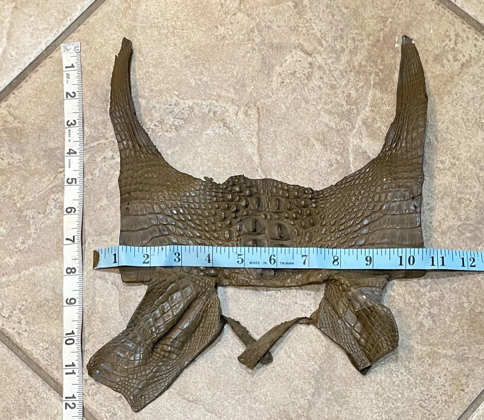 American Alligator Hide Mink Hornback Body Genuine Gator Skin 391-I2 - Image 2 of 4