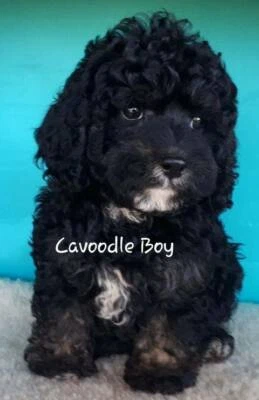 cavoodles for sale gumtree