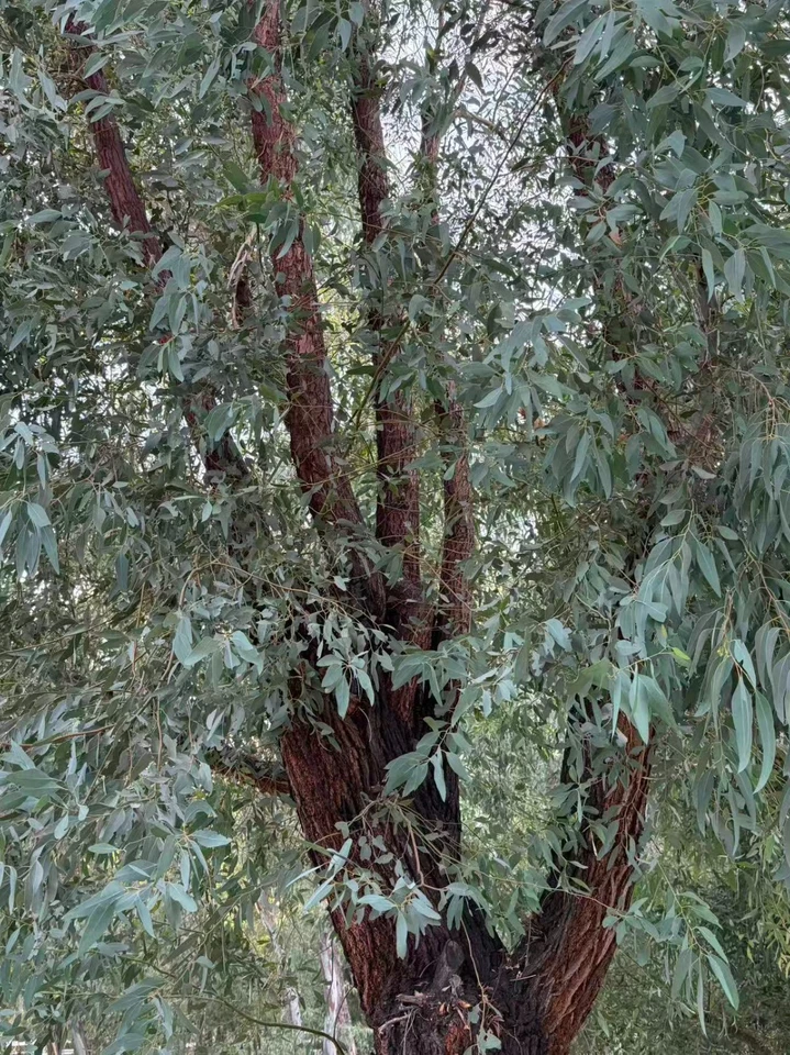 Paquete de tallos de eucalipto corte fresco Hola California hoja real natural Foto 4 de 4