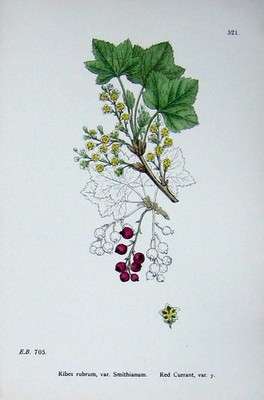 Original Old Antique Print Botany Plants C1902 Red Currant Ribes Rubrum Friut