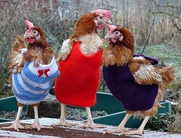Suéter de pollo suministros de pollo. Mantiene caliente a la gallina