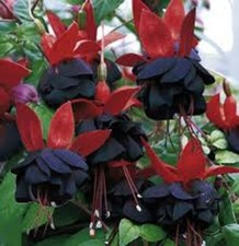 2   X  FUCHSIA DOUBLE PLUG PLANTS  CHOICE OF VARIETIES   PRE ORDER