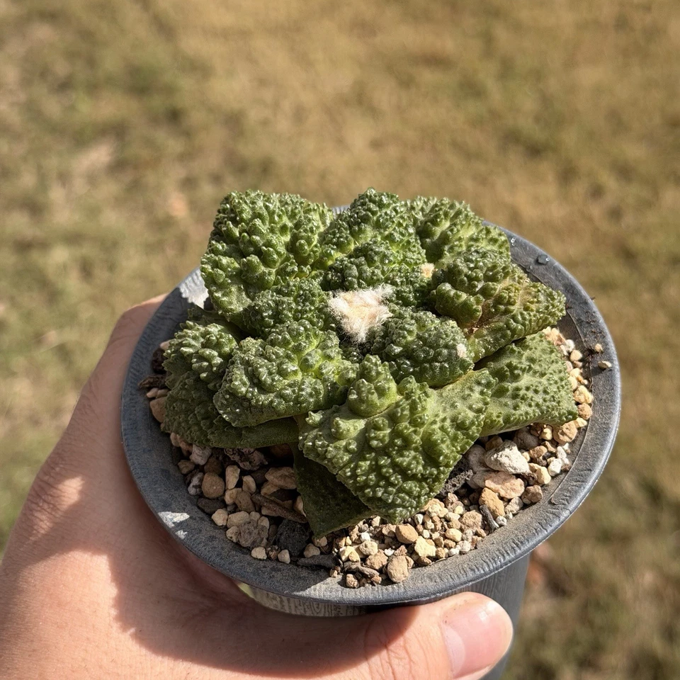 Ariocarpus Godzilla x Cauliflower seed grown rare cactus - Image 2 of 4