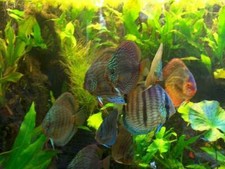 Pflanzenset Diskusbecken für 200 - 300 Liter