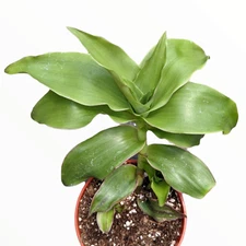 Callisia fragrans 'Basket Plant' Houseplant