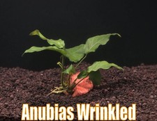 Anubias Wrinkled Live Aquatic Plants Aquarium Plants Freshwater Natural Fishtank