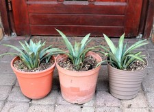 1x Agave macroacantha, 25cm, Gewurzelt!