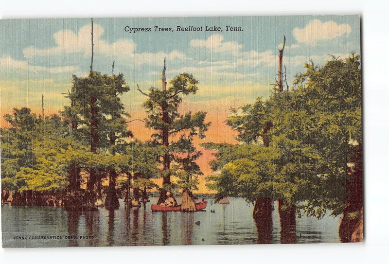 Reelfoot Lake Tennessee TN Postcard 1930-1945 Cypress Trees