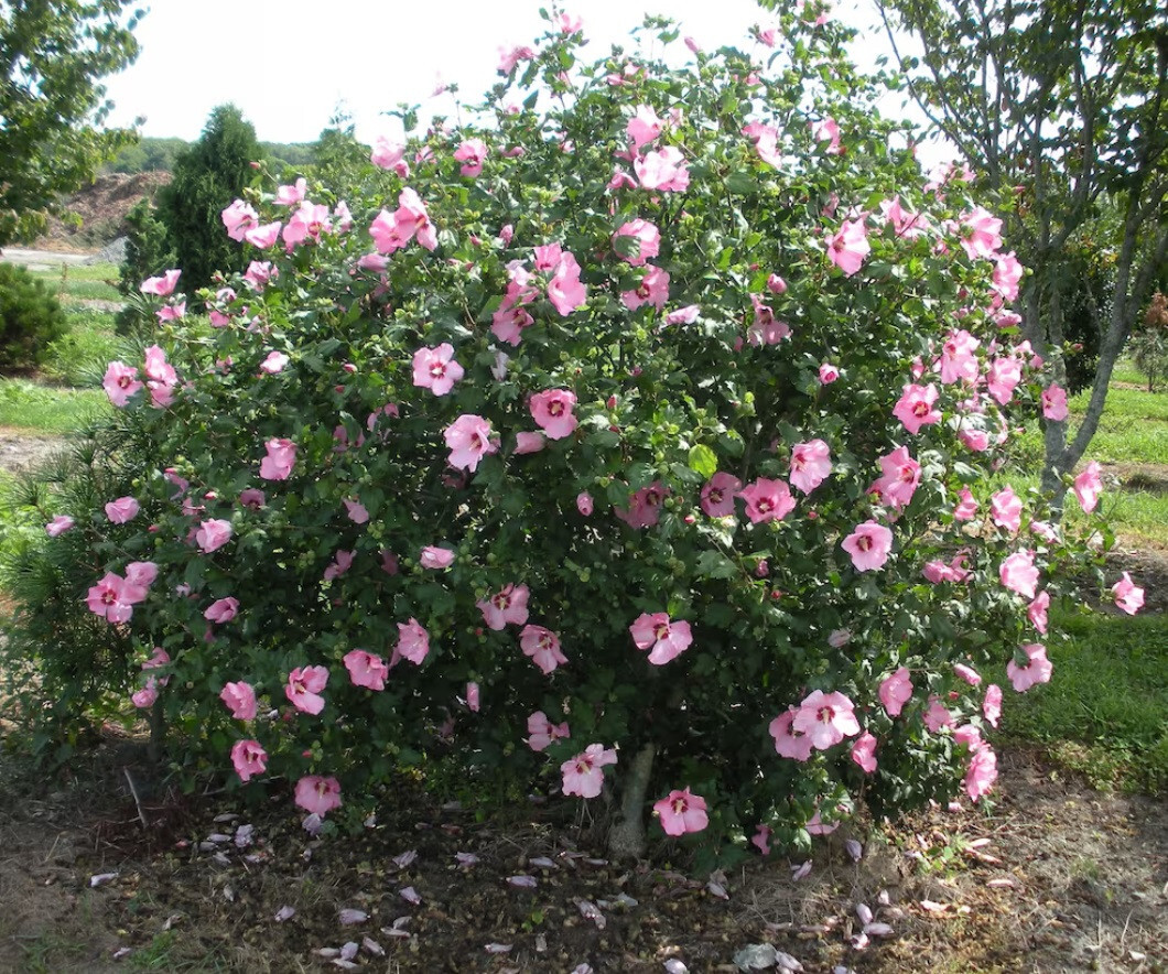 50 semillas Hibisco Hibiscus syriacus - Rosa de Siria azul / rosa / fuxia Seeds