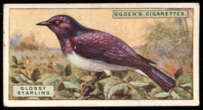 Tabakkarte, Ogdens, FOREIGN BIRDS, 1924, Glossy Starling, #39