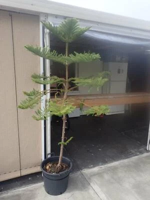 Norfolk Island Pine In Perth Region Wa Gumtree Australia Free Local Classifieds Norfolk Island Pine In Perth Region Wa Gumtree Australia Free Local Classifieds