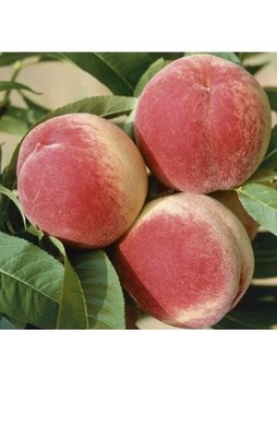 Contender Peach Tree Bare Root Live Fruit Tree