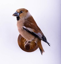 Taxidermy Bird Yellow-billed Gros beak Wall mount Small Song Stuffed Animal