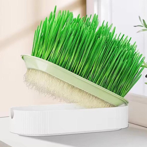 Cat Grass Planting Box Plant Growing Kit Hydroponic Cat Grass Soil-Free Planter. - Picture 6 of 15