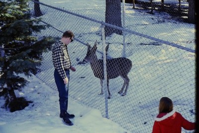 c1960's Kodachrome 35mm Slide, Man Feeding Deer Winter Snow Fence red Pine mid