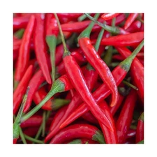 Cayenne Pepper Seeds for Planting Outdoors | Non GMO Heirloom Seed Packets | ...