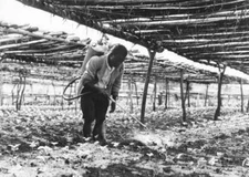 Coffee Plant Nursery A Farm Worker Spraying Seedlings In A Nursery- Old Photo