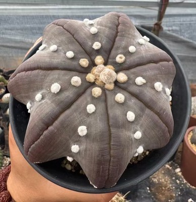 Rare Cacti Astrophytum asterias  Miracle  WYSIWYG  Own Root Decor Garden