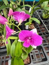 Dendrobium Burana 'Paragon' orchid