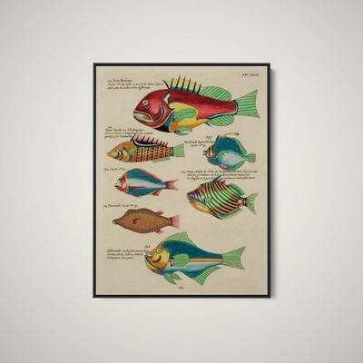 Illustrations of Fishes Found in Moluccas Indonesia and the East Indies 14
