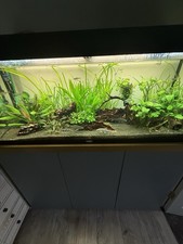 240L Juwel Aquarium, Eheim Filters, Live Plants, Fish & Breeding Plecos
