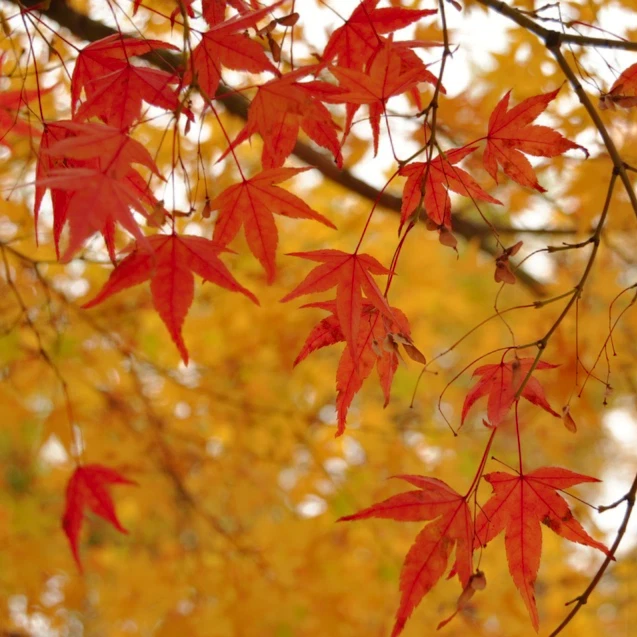 Acer elegantulum (Elegant Maple) 10 Tree Seeds | RARE Outdoor Bonsai Garden | UK - Image 3 of 4