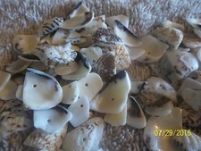 approx 500 grams drilled Sea Shell Beads assorted sizes fun to work with