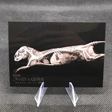 2024 Topps Allen & Ginter Dwarf Mongoose #XR-14 Oregon Zoo X-Ray 