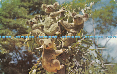 R545872 501 Koalas or Australian Native Bears Murray Views 1964