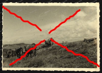 Photo-Stavanger-Sola-Norway-1st(F)/Reconnaissance Group 122-Cows-Cow Pasture-1940-38