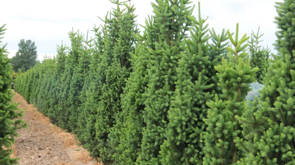 Picea abies 'Cupressina' - Norway Spruce *Live Plant - Image 3 of 4