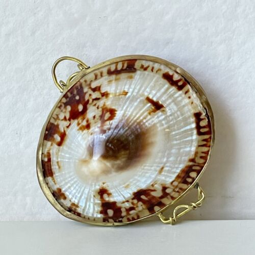 Vtg Natural Limpet Seashell Trinket/Pill Box Brown & Ivory Brass Hinge/Clasp 2" - Foto 1 di 10