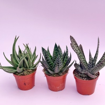 Gemischte Haworthia Gasteria Aloe Sukkulenten 3er Set | 8cm Töpfe | Zimmerpflanzen