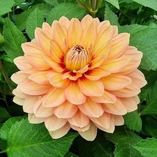 1 "Nicholas" Decorative Dahlia - Large Tuber - US Seller