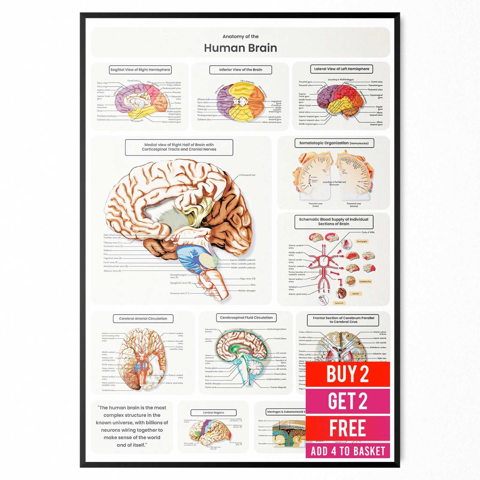 Brain Anatomy Poster - Labelled Human Brain Chart