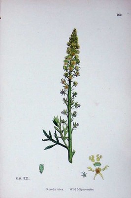 Original Old Antique Print Botany Plants C1902 Wild Mignonnette Reseda Lutea