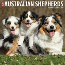 Australian Shepherds 2026 12 X 12 Wall Calendar (Bookbook - Detail Unspecified)