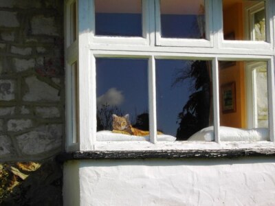 Foto 6x4 Ingwer Katze in einem Cottage Fenster Bishopstone Swindon Bishopston c2007